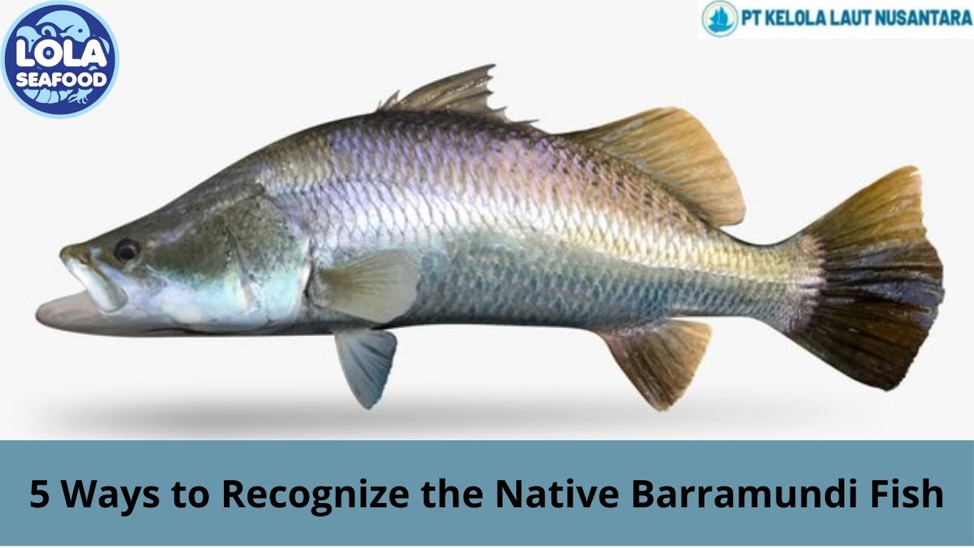 5 Ways to Recognize the Native Barramundi Fish